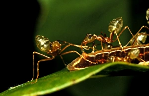 Green tree or Weaver ants - milking honeydew from protege butterfly larva Green tree or Weaver ants - milking honeydew from protege butterfly larva