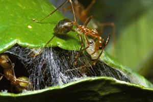 Green tree or Weaver ants - worker shuttling a silk-producing larva to make silk to mend Green tree or Weaver ants - worker shuttling a silk-producing larva to make silk to mend