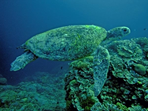 Green Turtle - A female drifting along the reef edge waiting for high tide to go ashore Green Turtle - A female drifting along the reef edge waiting for high tide to go ashore