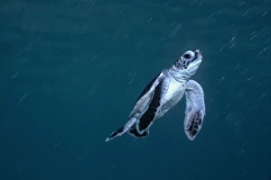 Green Turtle, juvenile - New green turtle hatchling swim for its life into the open ocean Green Turtle, juvenile - New green turtle hatchling swim for its life into the open ocean