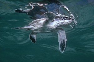 Green Turtle, juvenile - Newly hatched green turtle takes his first swim Green Turtle, juvenile - Newly hatched green turtle takes his first swim