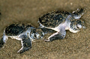 Green TURTLE - pair of hatchlings, close up