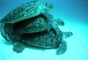 Green Turtles Mating