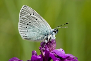 Green-underside Blue butterfly - on a Green-winged Orchid (Orchis morio) Green-underside Blue butterfly - on a Green-winged Orchid (Orchis morio)
