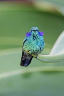 Apodiformes Gallery: The Green Violet-ear Hummingbird  Colibri thalassinus  i