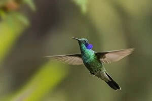 Images Dated 1st December 2016: Green Violetear, flying, Chicaque Natural Park, Colombia