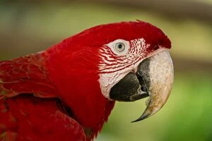 Images Dated 28th January 2012: Green-winged Macaw / Red-and-green Macaw, portrait