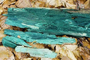 Fungi Gallery: Green Wood Cup - mycelium stains the wood green-blue, used in marquetry