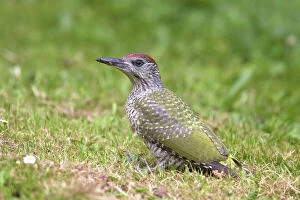 Green Woodpecker young searching for ants on garden lawn