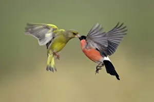 Greenfinch and Bullfinch - Male birds fighting in flight Greenfinch and Bullfinch - Male birds fighting in flight