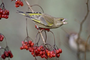 Greenfinch - feeding on Guelder Rose berries in garden, showing aggression to other birds, winter Greenfinch - feeding on Guelder Rose berries in garden, showing aggression to other birds, winter