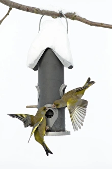 Greenfinch - fighting at bird feeding station in garden - winter Greenfinch - fighting at bird feeding station in garden - winter