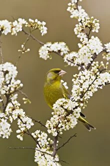 Images Dated 27th March 2011: Greenfinch - male in blackthorn blossom