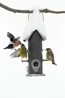 Greenfinch and male Bullfinch (Pyrrhula pyrrhula) - fighting at bird feeding station in garden - winter Greenfinch and male Bullfinch (Pyrrhula pyrrhula) - fighting at bird feeding station in garden - winter