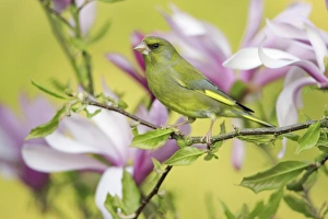 Greenfinch - sitting in Magnolia bush Greenfinch - sitting in Magnolia bush