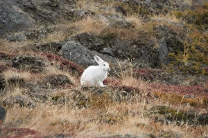 Images Dated 16th January 2014: Greenland, Qeqqata, Kangerlussuaq or Sondrestrom