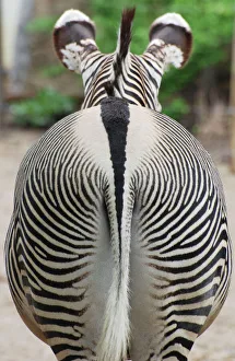 <b class=qtipBold><figcaption>Grevy's Zebra - rear end</figcaption></b><br>PM-10731 Grevy's Zebra - rear end Equus greyvii Pat Morris Please note that prints are for personal display purposes only and may not be reproduced in anyway.<br><em>© Pat Morris/ ardea.com</em> Grevy's Zebra - rear end