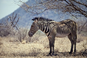 Grevys zebra - sheltering in shade of tree Grevys zebra - sheltering in shade of tree