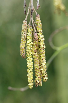 Grey Alder - This tree is seldom seen in gardens, more likely in town parks Grey Alder - This tree is seldom seen in gardens, more likely in town parks