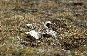 Grey / Black-bellied PLOVER - feigning injury Grey / Black-bellied PLOVER - feigning injury