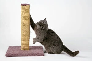 Images Dated 8th March 2006: Grey Cat - using scratching post