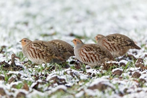 Grey / Common Partridge - covey feeding on winter corn Grey / Common Partridge - covey feeding on winter corn