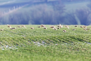Grey / Common Partridge - covey flying over winter corn Grey / Common Partridge - covey flying over winter corn