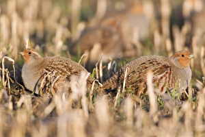Grey / Common Partridge - covey resting on corn stubble in winter Grey / Common Partridge - covey resting on corn stubble in winter