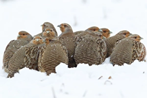 Grey / Common Partridge - covey resting on snow covered field Grey / Common Partridge - covey resting on snow covered field