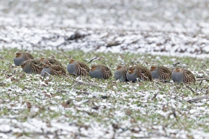 Grey / Common Partridge - covey resting on winter corn crop Grey / Common Partridge - covey resting on winter corn crop