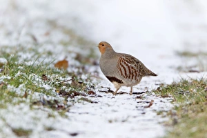 Grey / Common Partridge - crossing snow covered farm track Grey / Common Partridge - crossing snow covered farm track