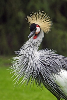Grey Crowned Crane - bird displaying plumage Grey Crowned Crane - bird displaying plumage