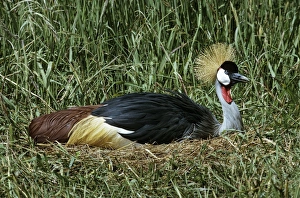 Grey crowned-crane / Crested - incubating Grey crowned-crane / Crested - incubating