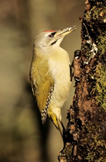 Grey Headed WOODPECKER - Feeding at tree-trunk Grey Headed WOODPECKER - Feeding at tree-trunk