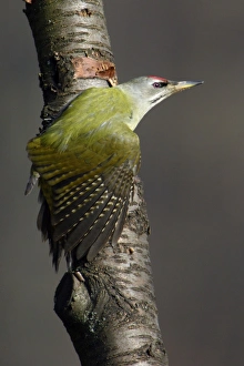 Grey-Headed Woodpecker - Male stretching wing Grey-Headed Woodpecker - Male stretching wing