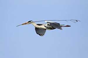 Grey Heron - in flight, about to land at nest with nest material Grey Heron - in flight, about to land at nest with nest material
