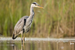 Grey Heron - Waiting in shallow water for passing fish Grey Heron - Waiting in shallow water for passing fish