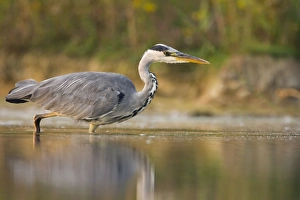 Grey Heron - Waterlevel perspective of bird stalking fish in shallow water Grey Heron - Waterlevel perspective of bird stalking fish in shallow water