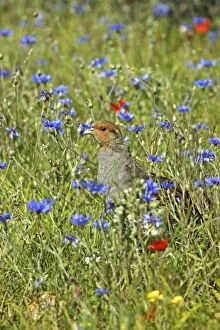 Images Dated 28th July 2003: Grey Partridge - male standing in cornflowers round set-a-side headland, July, Fakenham, Norfolk