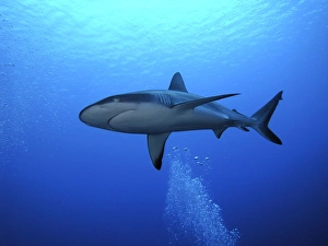 Grey Reef shark - Once common through out the Indo Pacific tropical waters these reef Grey Reef shark - Once common through out the Indo Pacific tropical waters these reef
