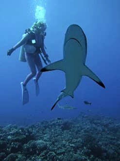 Images Dated 29th April 2005: Grey Reef Shark - Diver Valerie Taylor with a Grey