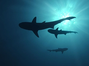 Grey Reef sharks - Once common through out the Indo Pacific tropical waters these reef Grey Reef sharks - Once common through out the Indo Pacific tropical waters these reef