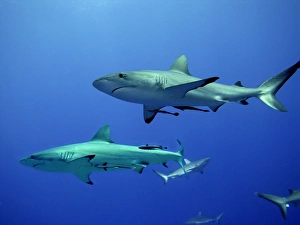 Grey Reef sharks - Gathering off the North Horn, Osprey Reef Grey Reef sharks - Gathering off the North Horn, Osprey Reef