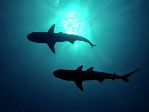 Grey Reef Sharks - Grey Reef sharks, Once common through out the Indo Pacific tropical Grey Reef Sharks - Grey Reef sharks, Once common through out the Indo Pacific tropical