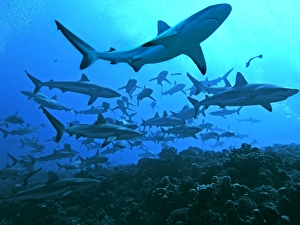 Grey Reef Sharks - swimming into the Fakarava Lagoon, an unusual sight except in the Grey Reef Sharks - swimming into the Fakarava Lagoon, an unusual sight except in the