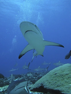Grey Reef SHARKS - The Tumotos are the only area left in the world where sharks can still Grey Reef SHARKS - The Tumotos are the only area left in the world where sharks can still
