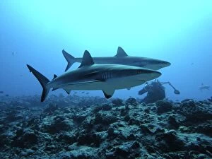 Images Dated 9th April 2005: Grey Reef SHARKS - an underwater photographer with 2 sharks