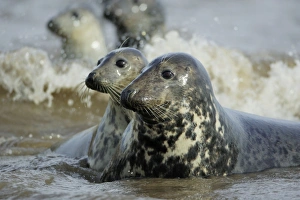 Grey Seal - 2 cows on alert in surf Grey Seal - 2 cows on alert in surf