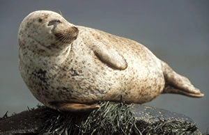 Grey Seal - basking on rock in sea Grey Seal - basking on rock in sea