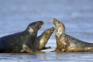 Grey Seal - bull and 2 cows during breeding season Grey Seal - bull and 2 cows during breeding season